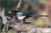 yellow-billed magpie