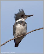 Belted Kingfisher