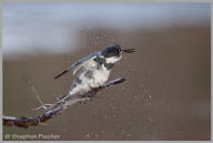 Belted Kingfisher