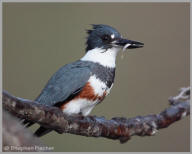 Belted Kingfisher