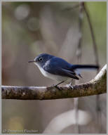 Blue-Gray Gnatcatcher