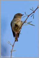 Ruby-crowned kinglet