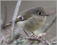 Ruby-Crowned Kinglet