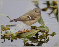 Ruby-Crowned Kinglet