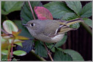 Ruby-crowned kinglet