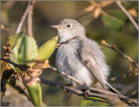 blue-gray gnatcatcher