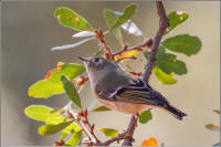 ruby-crowned kinglet