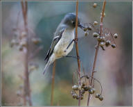 Ruby-crowned kinglet