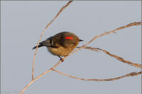 ruby-crowned kinglet