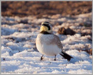 Horned Lark