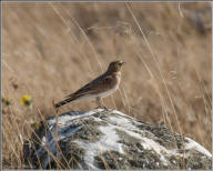 Horned lark