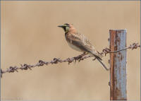 horned lark