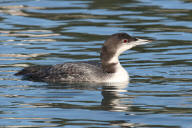 Common Loon