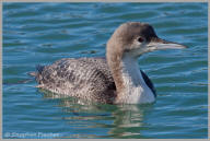 Common Loon