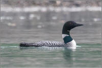 common loon