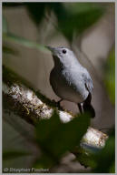 Gray Catbird