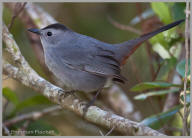 Gray Catbird