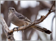 Northern Mockingbird