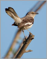 Northern Mockingbird