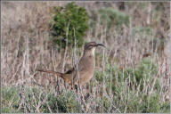 California thrasher