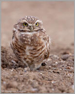 Burrowing Owl