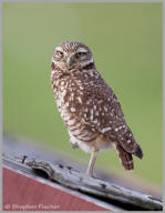 Burrowing Owl