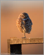 Burrowing Owl