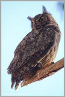 Great Horned Owl