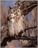 Great Horned Owl