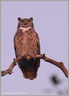 Great Horned Owl