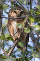 northern saw-whet owl