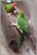 Red-Masked Parakeet