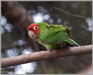 Red-masked parakeet