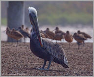 Brown pelican