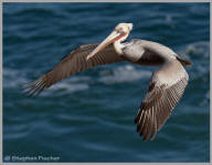 Brown pelican