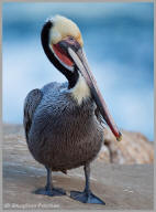 Brown pelican