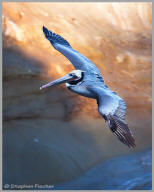 Brown pelican