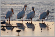 White pelicans