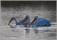 White pelicans