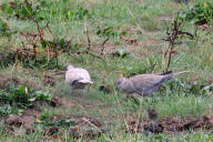 Eurasian Collared Dove