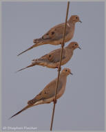 Mourning Dove