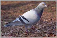 Pigeon