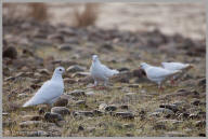 Ringed Turtle Dove