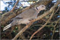 band-tailed pigeon