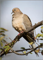 mourning dove