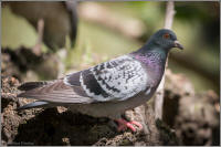 pigeon (rock dove)