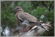 White-winged dove