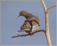 White-winged dove