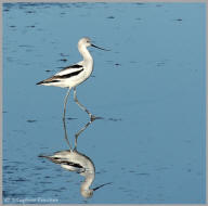 American Avocet