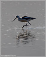 Avocet